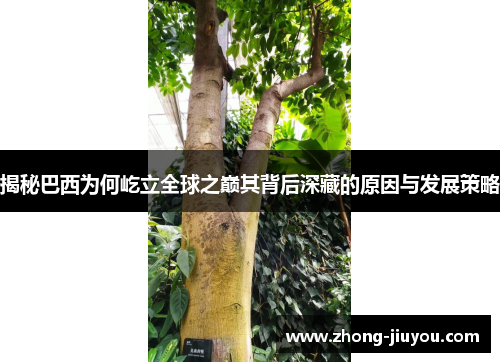 揭秘巴西为何屹立全球之巅其背后深藏的原因与发展策略